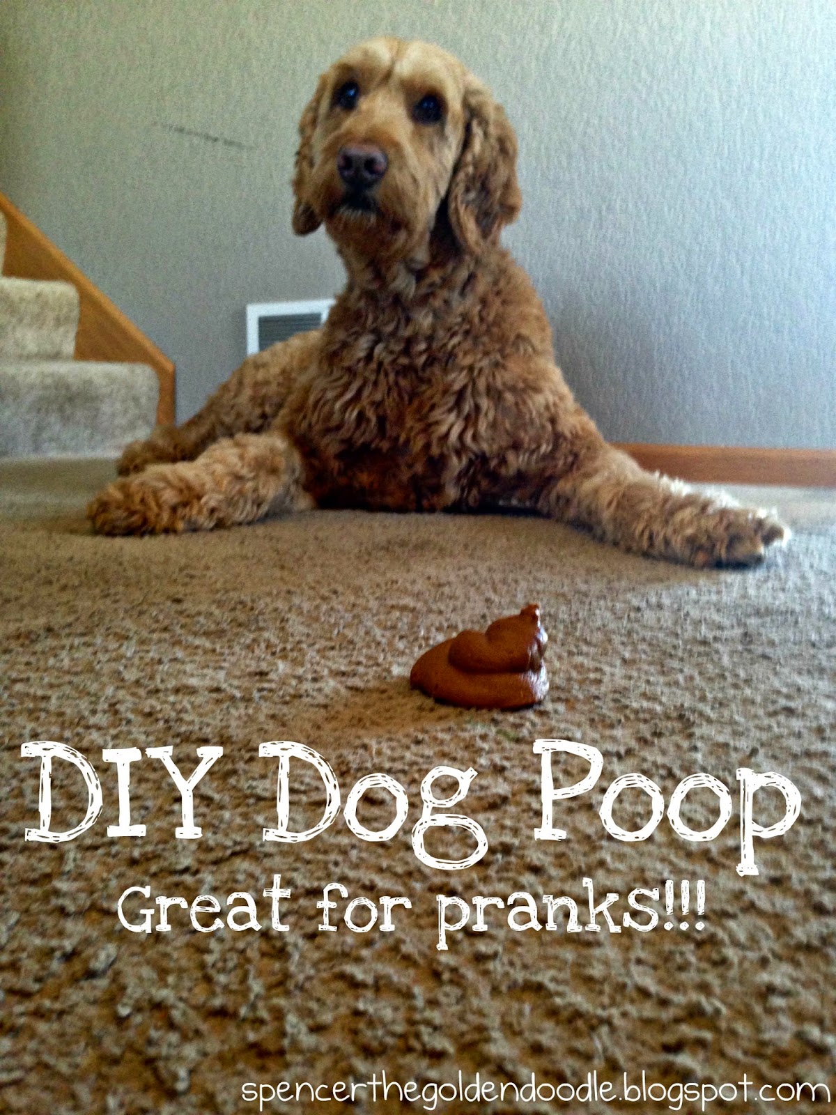 Spencer the Goldendoodle April Fools Day Prank DIY Dog Poop